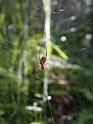 Araneus_cyphoxis_D5990_Z_85_Warren National Park_Australie